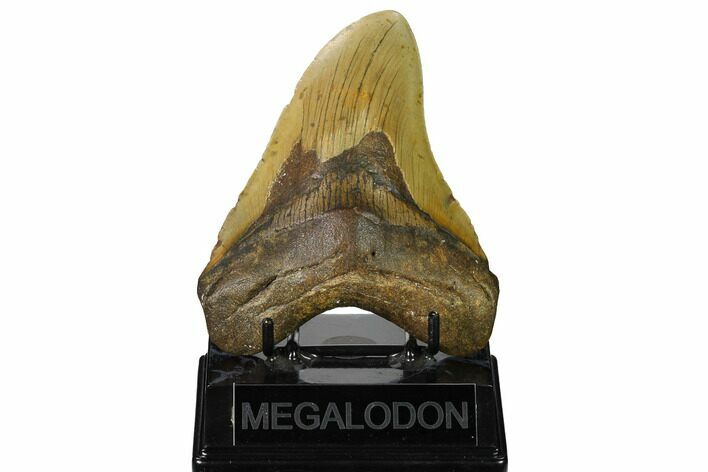 Fossil Megalodon Tooth - North Carolina #167030